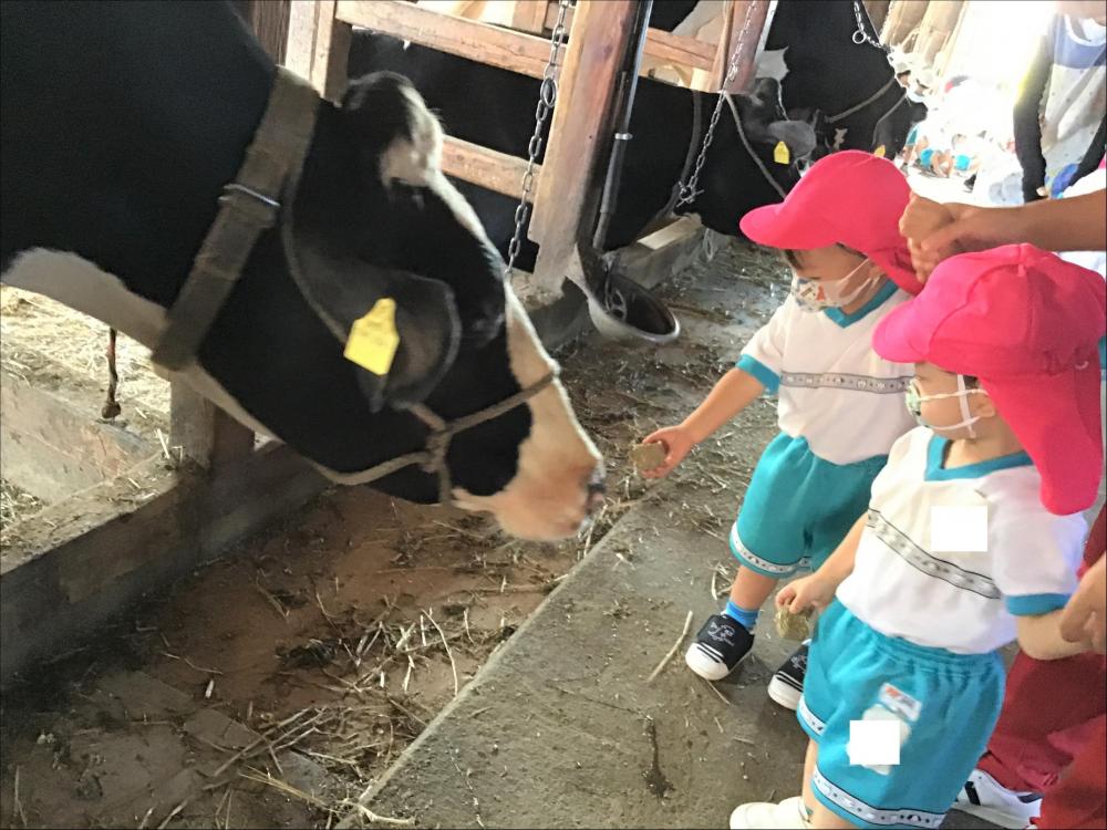牛見学(2歳児さん・年少さん)